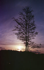 Captureel  Shadawn 35mm colour film 36 exposures (500T)